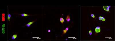 Immunocytochemistry/ Immunofluorescence: CD11b Antibody (M1/70.15) - BSA Free [NB600-1327]