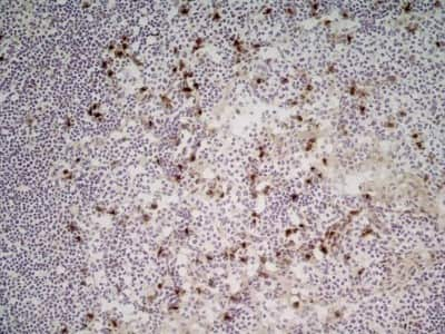 Immunohistochemistry: CD11b Antibody (M1/70.15) - BSA Free [NB600-1327]