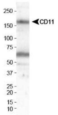 Western Blot: CD11b/c AntibodyBSA Free [NB110-40766]