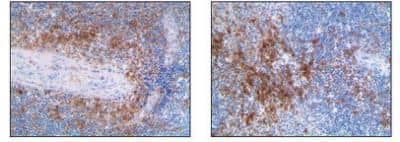 Immunohistochemistry-Paraffin: CD11c Antibody (AP-MAB0806) - Azide and BSA Free [NB110-97871]