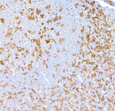 Immunohistochemistry: CD11c Antibody (BLR138H) [NBP3-14718]