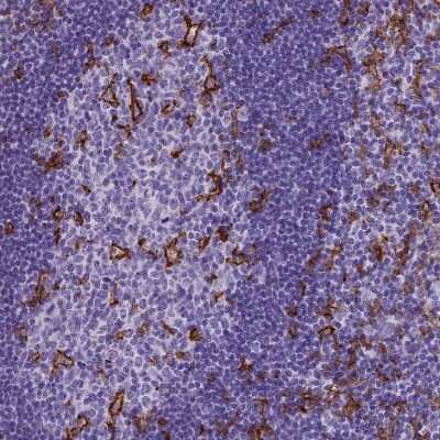 Immunohistochemistry-Paraffin: CD11c Antibody (CL1831) [NBP2-34491]