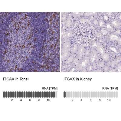 Immunohistochemistry-Paraffin: CD11c Antibody (CL1831) [NBP2-34491]