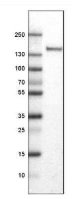 Western Blot: CD11c Antibody (CL1831) [NBP2-34491]