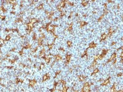 Immunohistochemistry-Paraffin: CD11c Antibody (ITGAX/1242) - Azide and BSA Free [NBP2-54431]