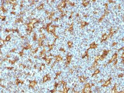 Immunohistochemistry-Paraffin: CD11c Antibody (ITGAX/1242) [NBP2-44598]