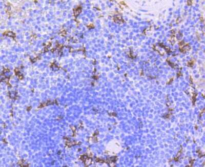 Immunohistochemistry-Paraffin: CD11c Antibody (SI19-06) [NBP2-67402]