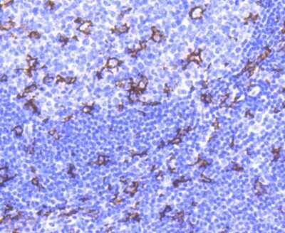 Immunohistochemistry-Paraffin: CD11c Antibody (SI19-06) [NBP2-67402]