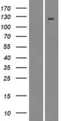 Western Blot: Integrin alpha D/CD11d Overexpression Lysate [NBP2-10470]