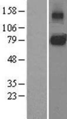 Western Blot: gp130/CD130 Overexpression Lysate [NBL1-11964]