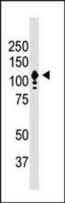 Western Blot: CD133 AntibodyBSA Free [NB120-16518]