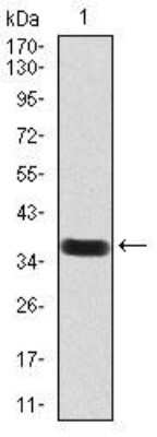 Western Blot: CD133 Antibody (2F8C5)BSA Free [NBP2-52473]