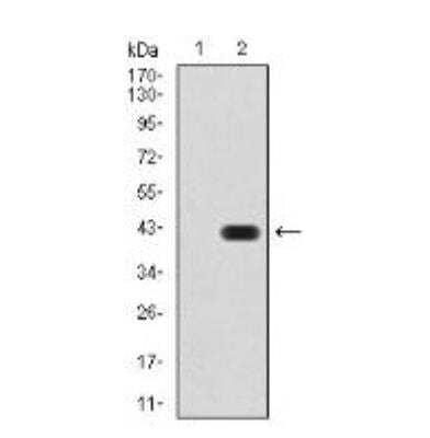 Western Blot: CD133 Antibody (2F8C5)BSA Free [NBP2-52473]