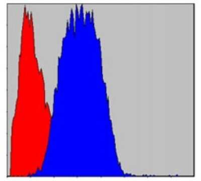 Flow Cytometry: CD133 Antibody (3F10) - BSA Free [NBP2-37741]