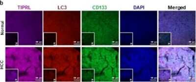 Immunocytochemistry/ Immunofluorescence: CD133 Antibody (3F10) - BSA Free [NBP2-37741]