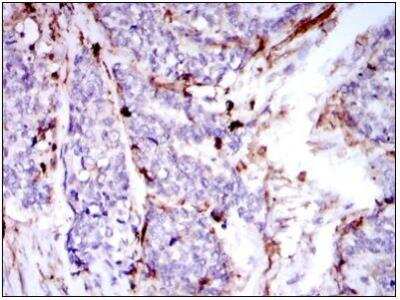 Immunohistochemistry-Paraffin: CD133 Antibody (3F10) - BSA Free [NBP2-37741]