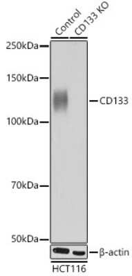 Knockout Validated: CD133 Antibody (3Y4A5) [NBP3-15310]