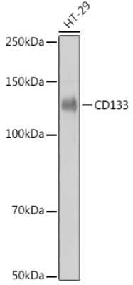 Western Blot: CD133 Antibody (3Y4A5) [NBP3-15310]