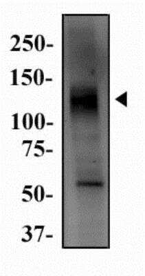 Western Blot: CD133 AntibodyBSA Free [NBP2-44249]