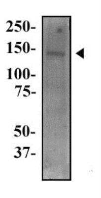 Western Blot: CD133 AntibodyBSA Free [NBP2-44250]