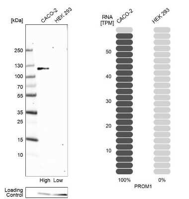 Western Blot: CD133 Antibody [NBP2-59787]
