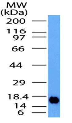 Western Blot: 4-1BB/TNFRSF9/CD137 Antibody [NBP2-31365]