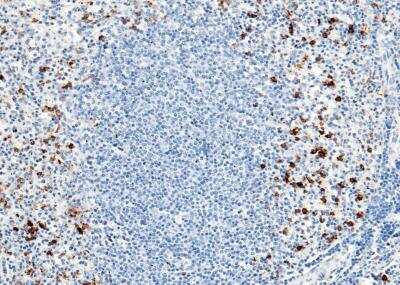 Immunohistochemistry-Paraffin: CD14 Antibody (001) [NBP2-89259]