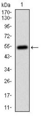 Western Blot: CD14 Antibody (1H5D8)BSA Free [NBP2-37295]
