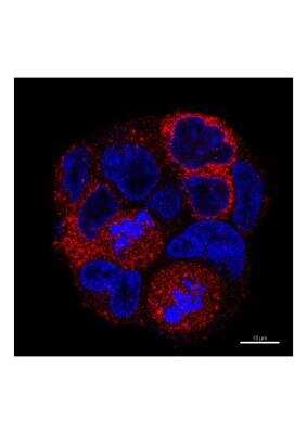 Immunocytochemistry/ Immunofluorescence: CD14 Antibody (4B4F12) - BSA Free [NBP2-37291]