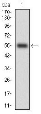 Western Blot: CD14 Antibody (4B4F12)BSA Free [NBP2-37291]