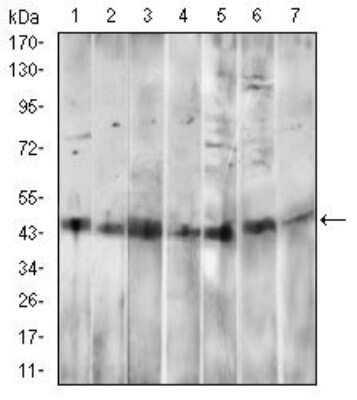 Western Blot: CD14 Antibody (4B4F12)BSA Free [NBP2-37291]