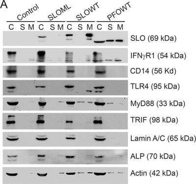 Western Blot: CD14 Antibody (4B4F12)BSA Free [NBP2-37291]