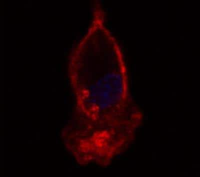 Immunocytochemistry/ Immunofluorescence: CD14 Antibody (61D3) [NBP1-28436]