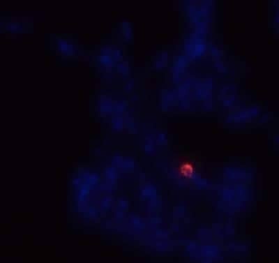 Immunocytochemistry/ Immunofluorescence: CD14 Antibody (M5E2) - BSA Free [NB100-77758]