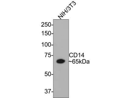 Western Blot: CD14 Antibody (SC69-02) [NBP2-67630]