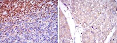 Immunohistochemistry-Paraffin: SSEA-1 Antibody (4E10) - BSA Free [NBP2-22179]