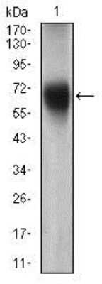 Western Blot: SSEA-1 Antibody (6B11B4)BSA Free [NBP2-37339]