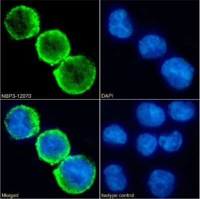 Immunocytochemistry/ Immunofluorescence: CD15/Lewis X Antibody (BRA-4F1) - Chimeric - Azide and BSA Free [NBP3-12070]