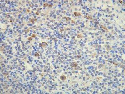 Immunohistochemistry-Paraffin: CD15/Lewis X Antibody (E26-A) [NBP3-08198]