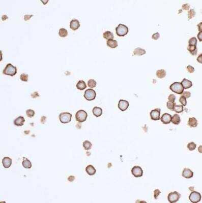 Immunocytochemistry/ Immunofluorescence: CD155/PVR Antibody (BLR074G) [NBP2-78711]