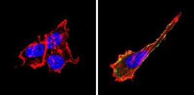 Immunocytochemistry/ Immunofluorescence: CD155/PVR Antibody (D171) [NB600-1241]