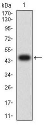 Western Blot: Fc gamma RIIIA/CD16a Antibody (2G10A9)BSA Free [NBP2-61693]