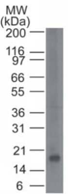 Western Blot: CD161 Antibody (14F2F11)Azide and BSA Free [NBP2-80630]