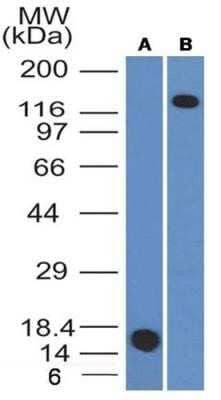 Western Blot: CD163 Antibody (6D3.2F3)Azide and BSA Free [NBP2-80632]