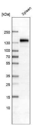 Western Blot: CD163 Antibody (CL10652) [NBP3-07981]