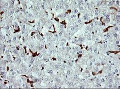 Immunohistochemistry: CD163 Antibody (OTI2B12) - Azide and BSA Free [NBP2-71420]