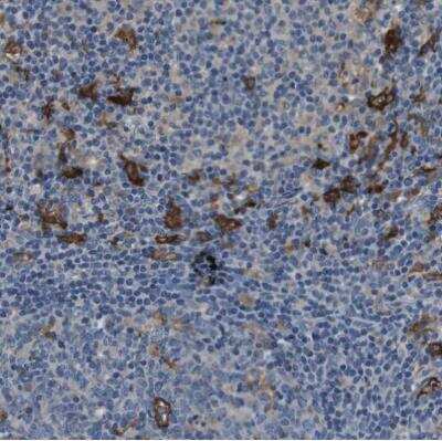 Immunohistochemistry-Paraffin: CD163L1 Antibody [NBP1-86545]