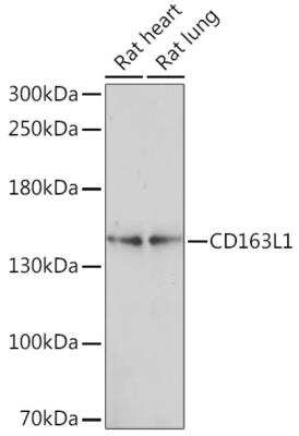 Western Blot: CD163L1 AntibodyAzide and BSA Free [NBP2-92252]