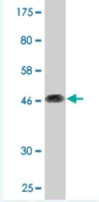 Western Blot: CD164 Antibody (3D7) [H00008763-M11]