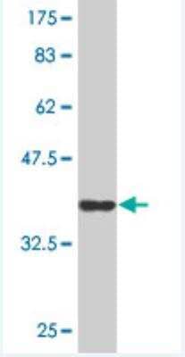 Western Blot: CD164 Antibody (4B4) [H00008763-M10]